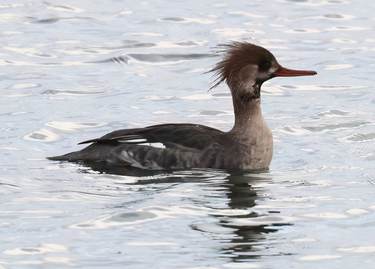 Red-breasted Merganser - ML613644651