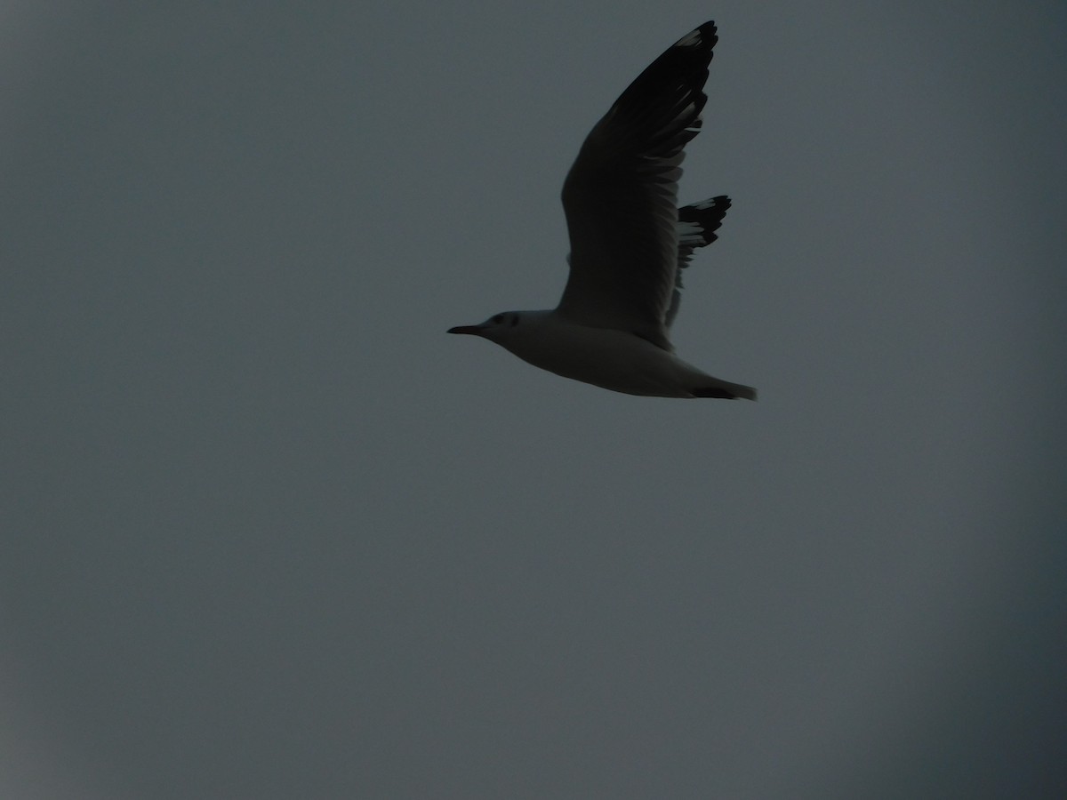 Brown-headed Gull - ML613644654