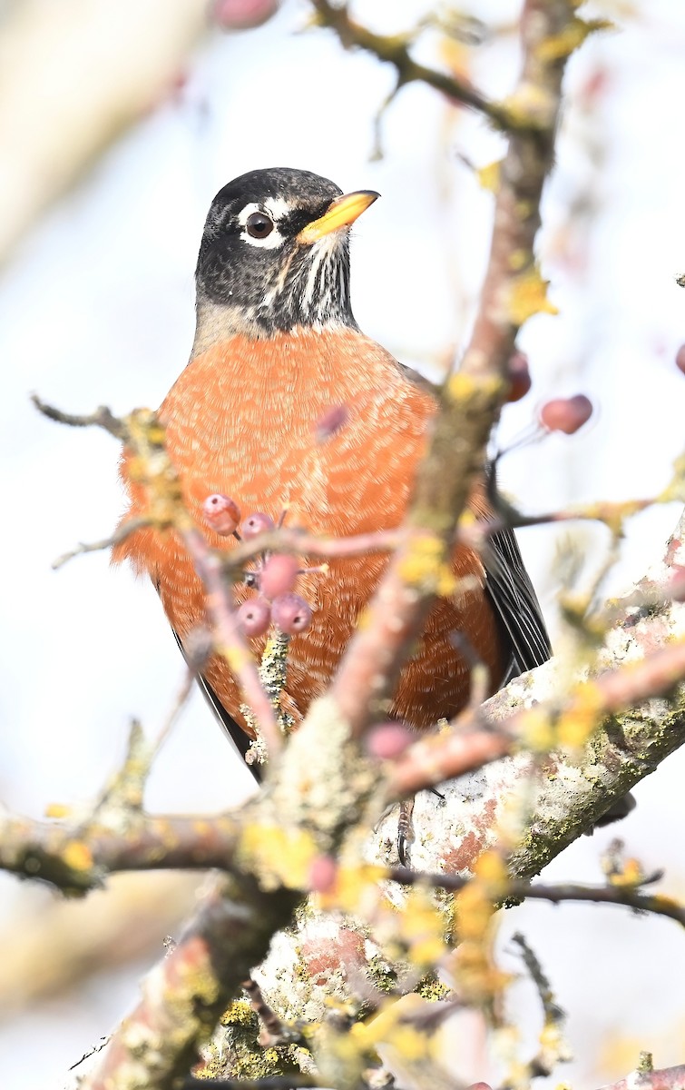 American Robin - Brian Avent