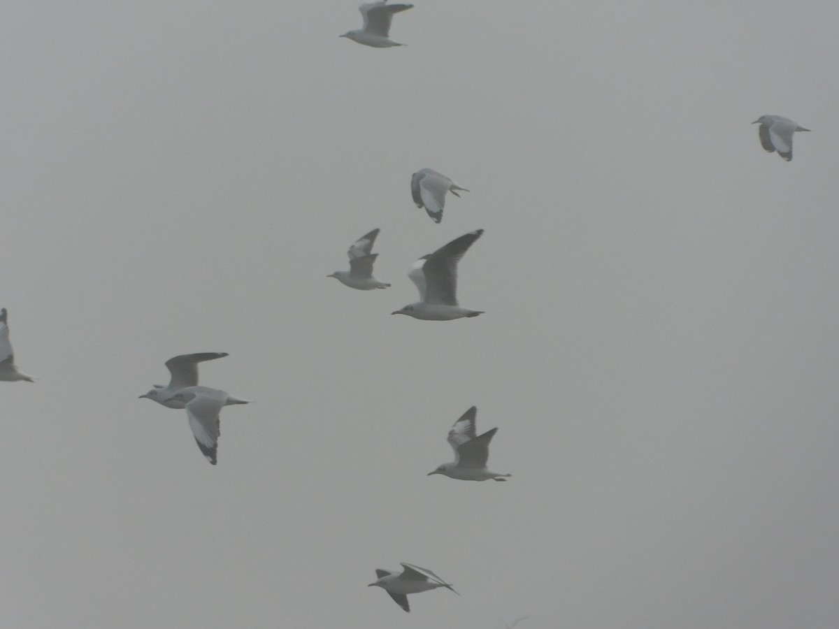 Brown-headed Gull - ML613644706