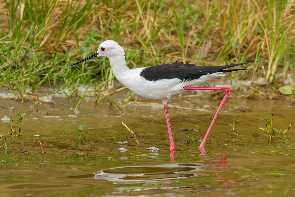 Black-winged Stilt - ML613644725