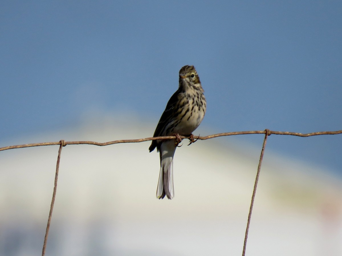 Meadow Pipit - ML613644730