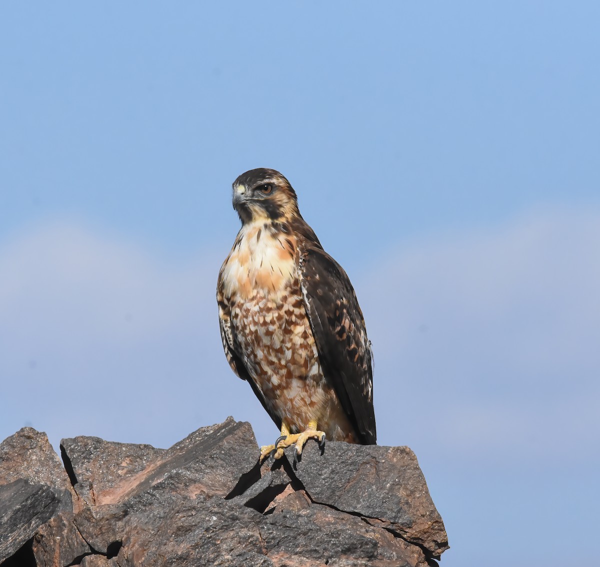 Variable Hawk (Puna) - Luiz Wittmann