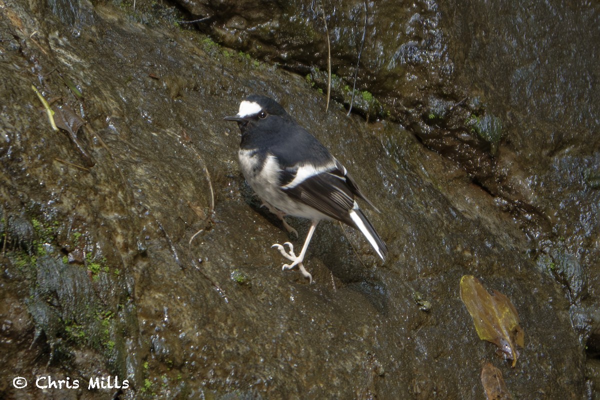 Little Forktail - Chris Mills