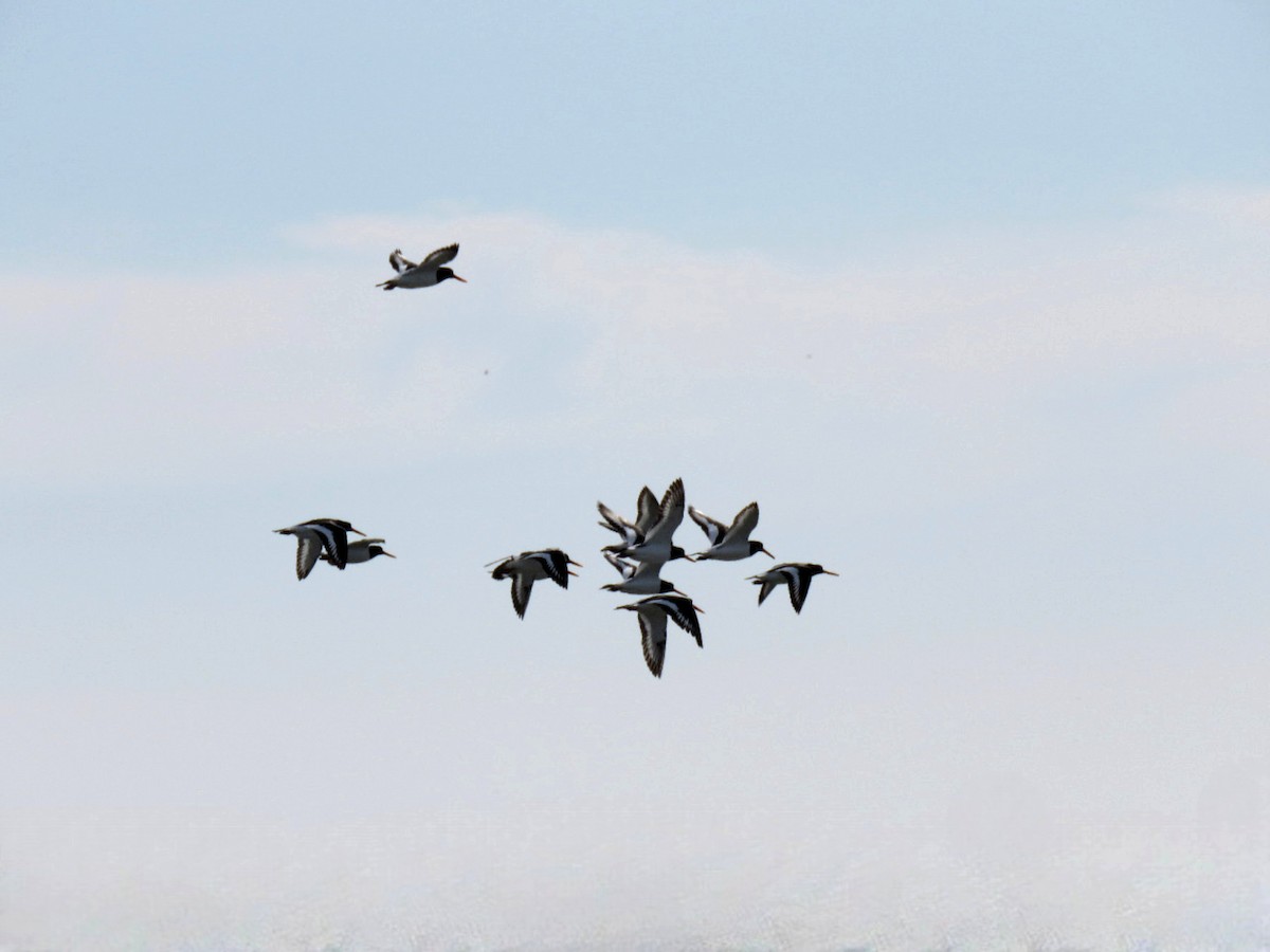 Eurasian Oystercatcher - ML613644781