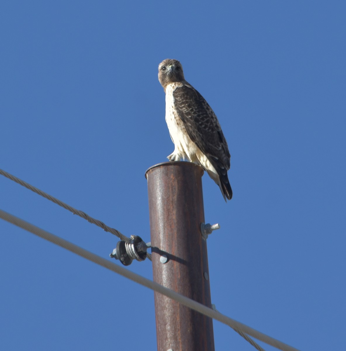 Red-tailed Hawk - ML613644812