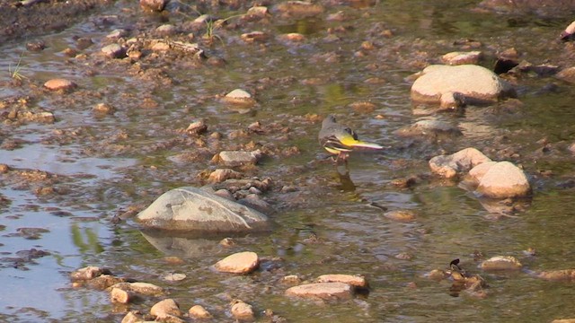 Gray Wagtail - ML613644989