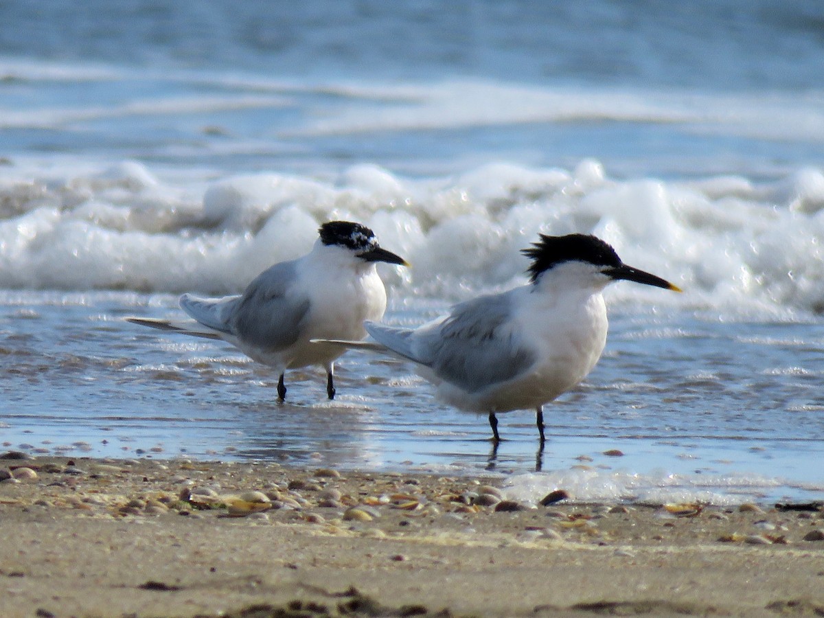 Sandwich Tern - ML613645009