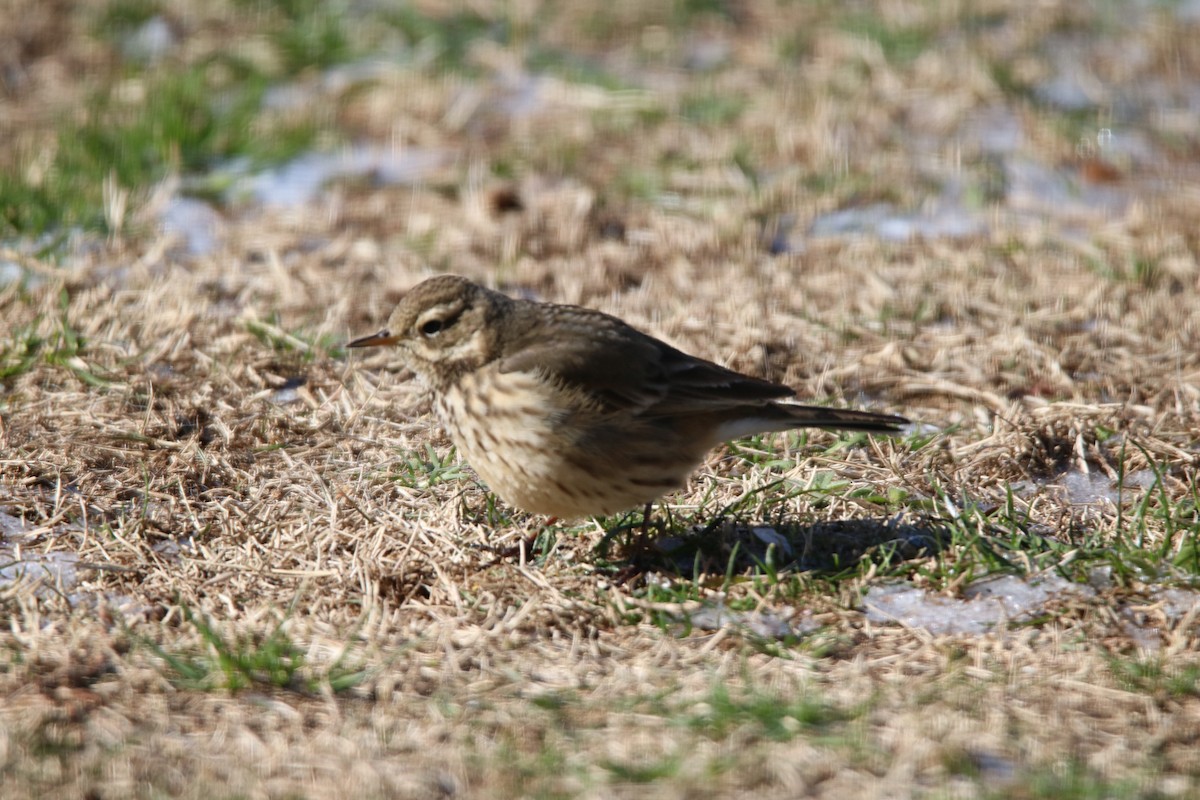 American Pipit - ML613645126