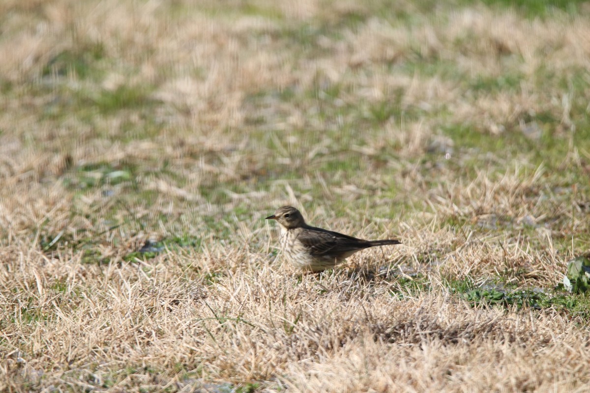 American Pipit - ML613645127