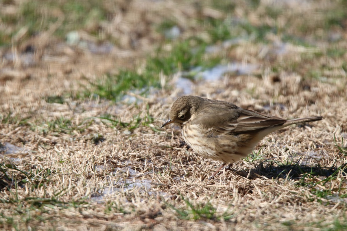 American Pipit - ML613645129