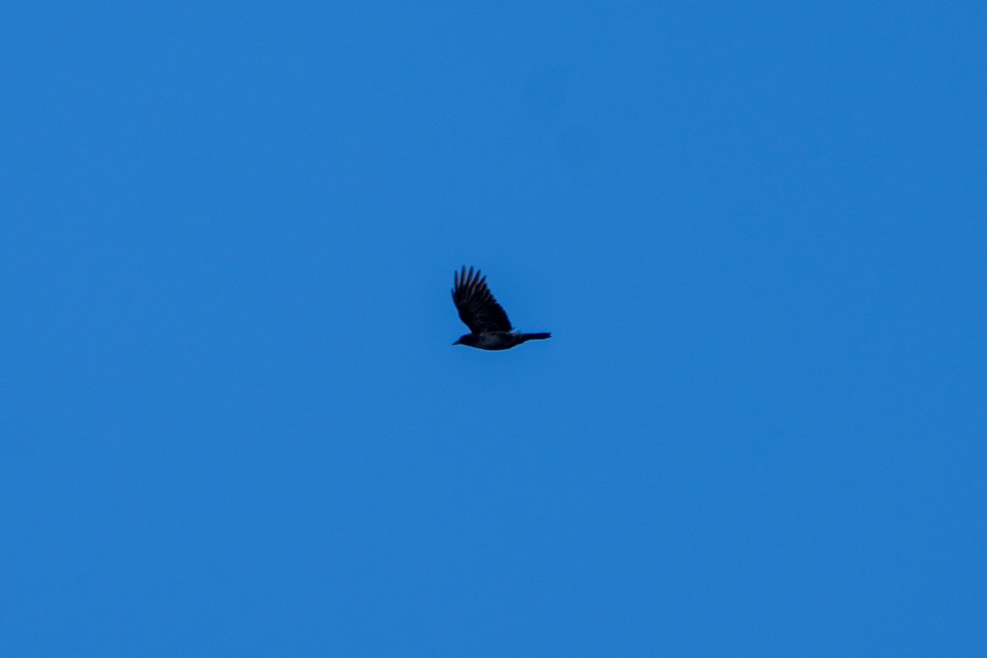 American Crow - ML613645185