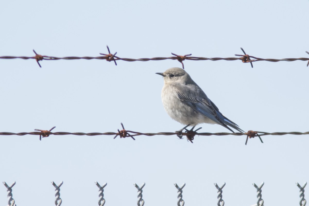 Mountain Bluebird - ML613645309