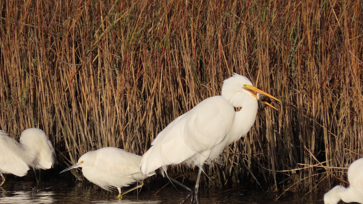 Great Egret - ML613645400