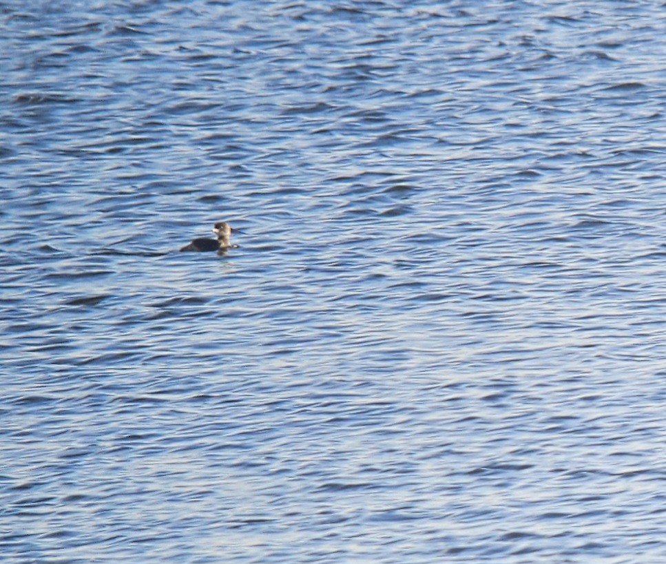 Pied-billed Grebe - ML613645408