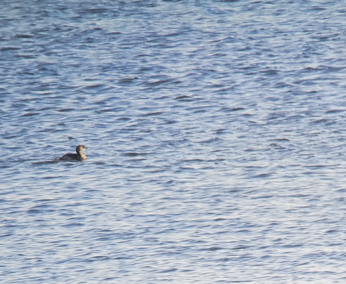 Pied-billed Grebe - Yves Gauthier (Mtl)