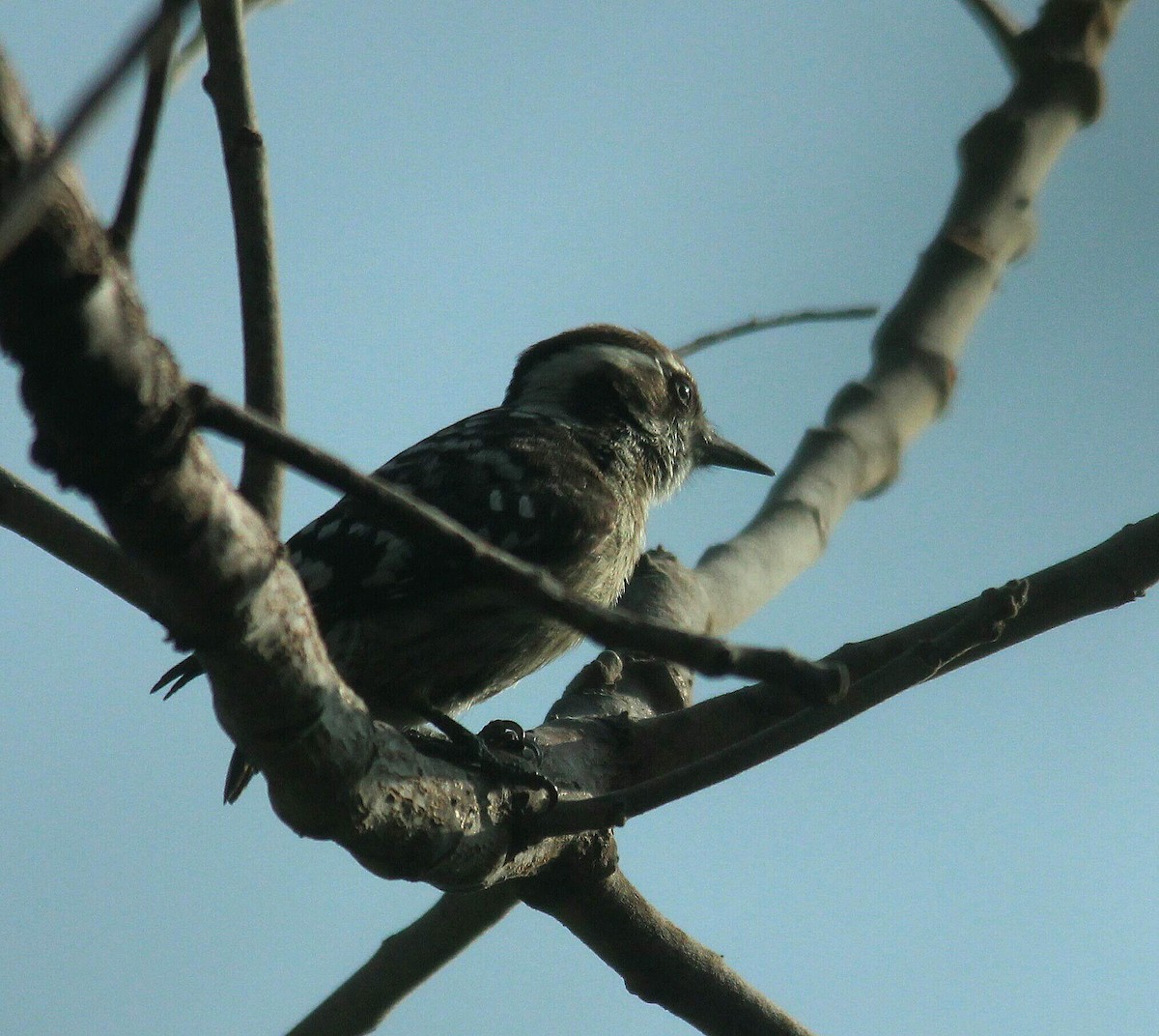 Brown-capped Pygmy Woodpecker - ML613645413