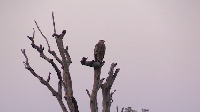 Águila Imperial Oriental - ML613645418