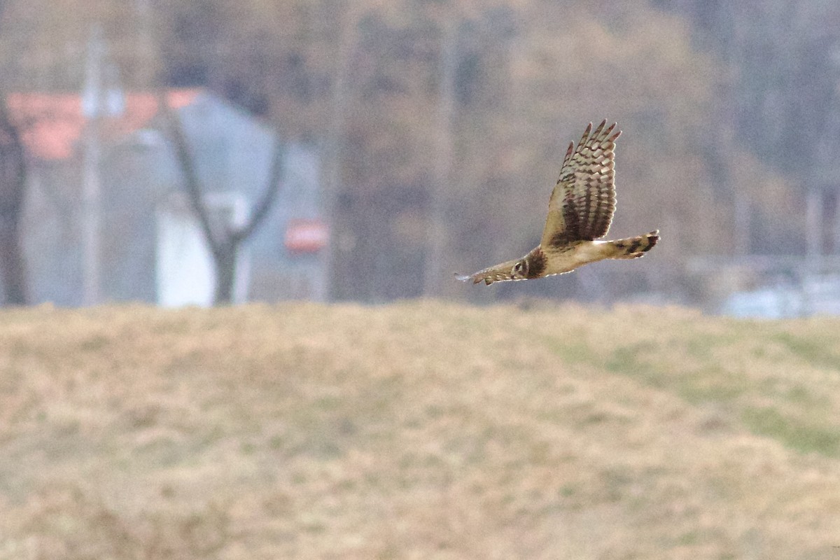 Northern Harrier - ML613645430