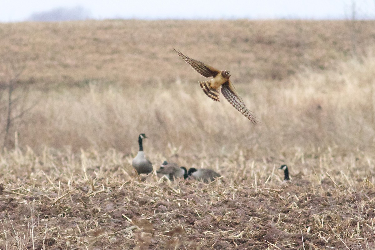 Northern Harrier - George Forsyth