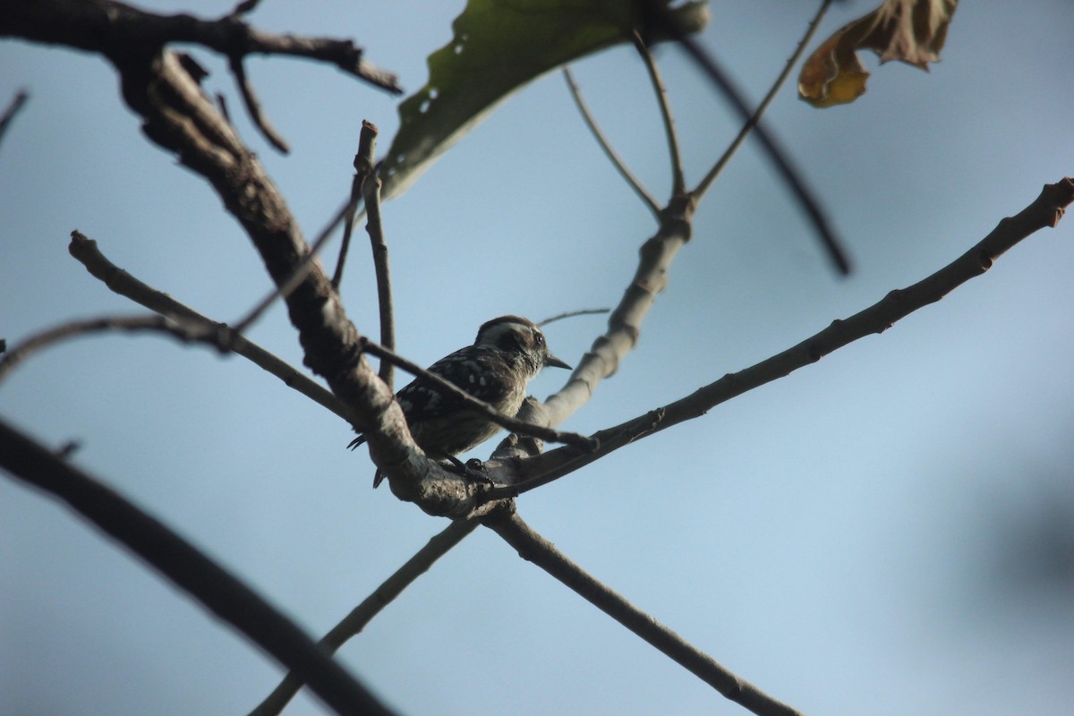 Brown-capped Pygmy Woodpecker - ML613645434