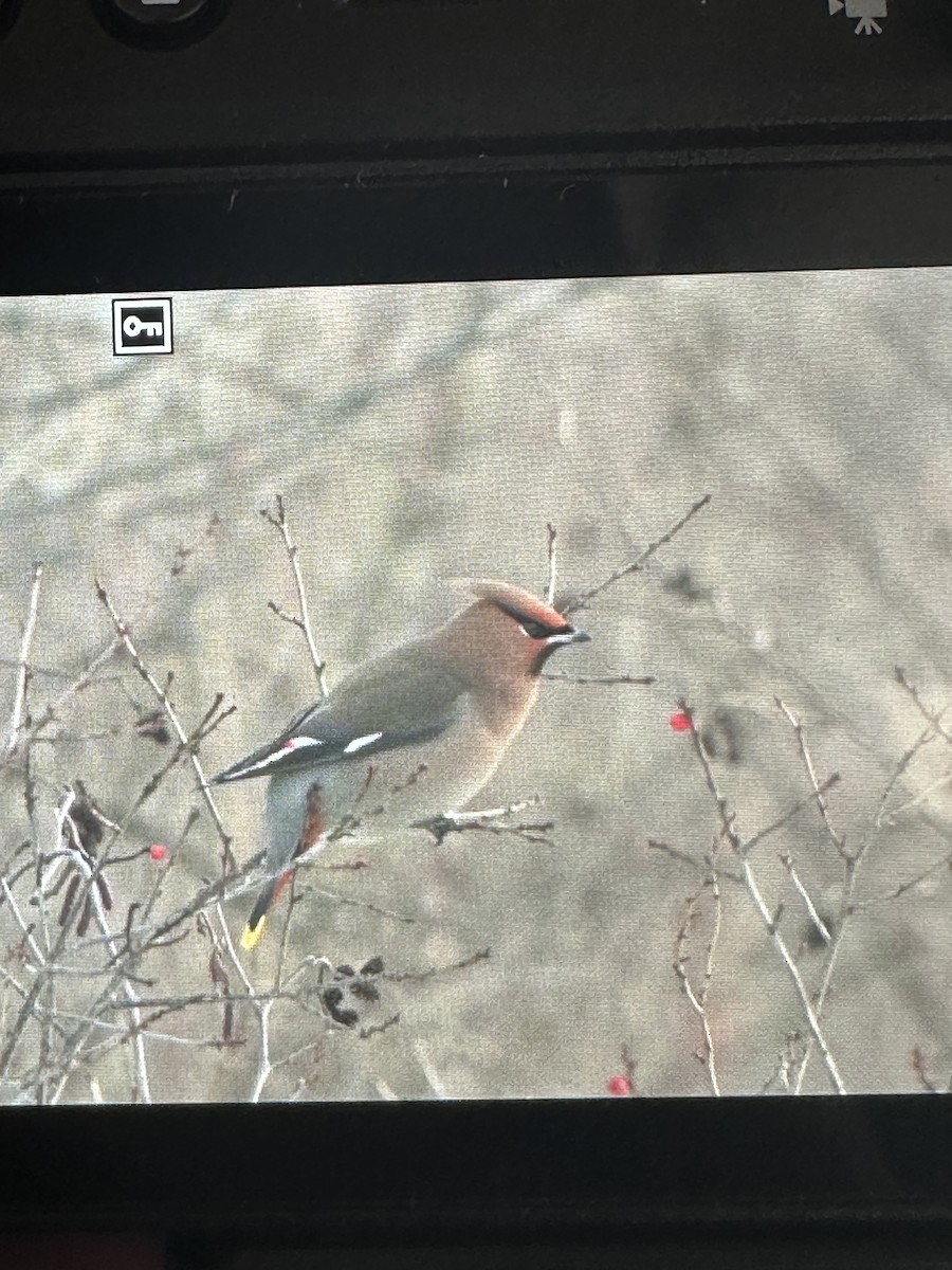 Bohemian Waxwing - ML613645470