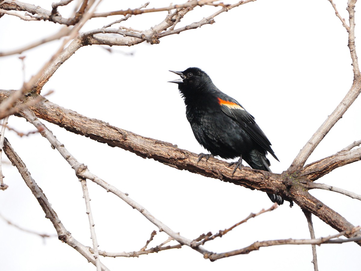 Red-winged Blackbird - J'orge 🐦