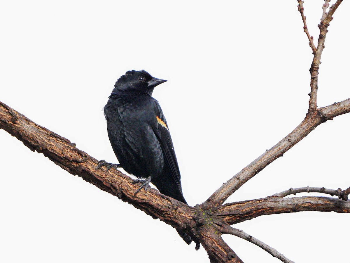 Red-winged Blackbird - J'orge 🐦