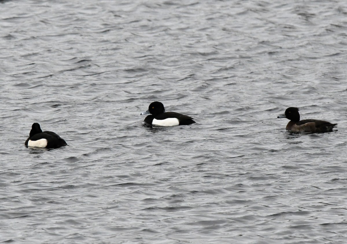 Tufted Duck - ML613645518