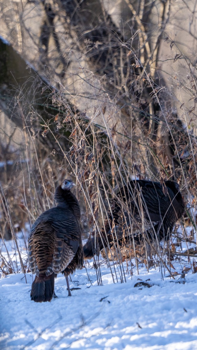 Wild Turkey - Phillip Stosberg