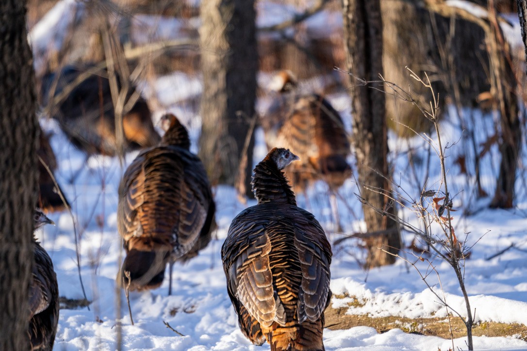 Wild Turkey - ML613645684