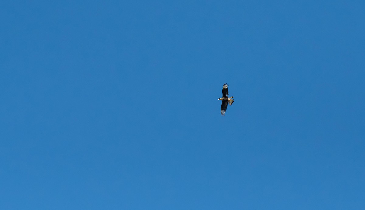 Crested Caracara (Southern) - ML613645698