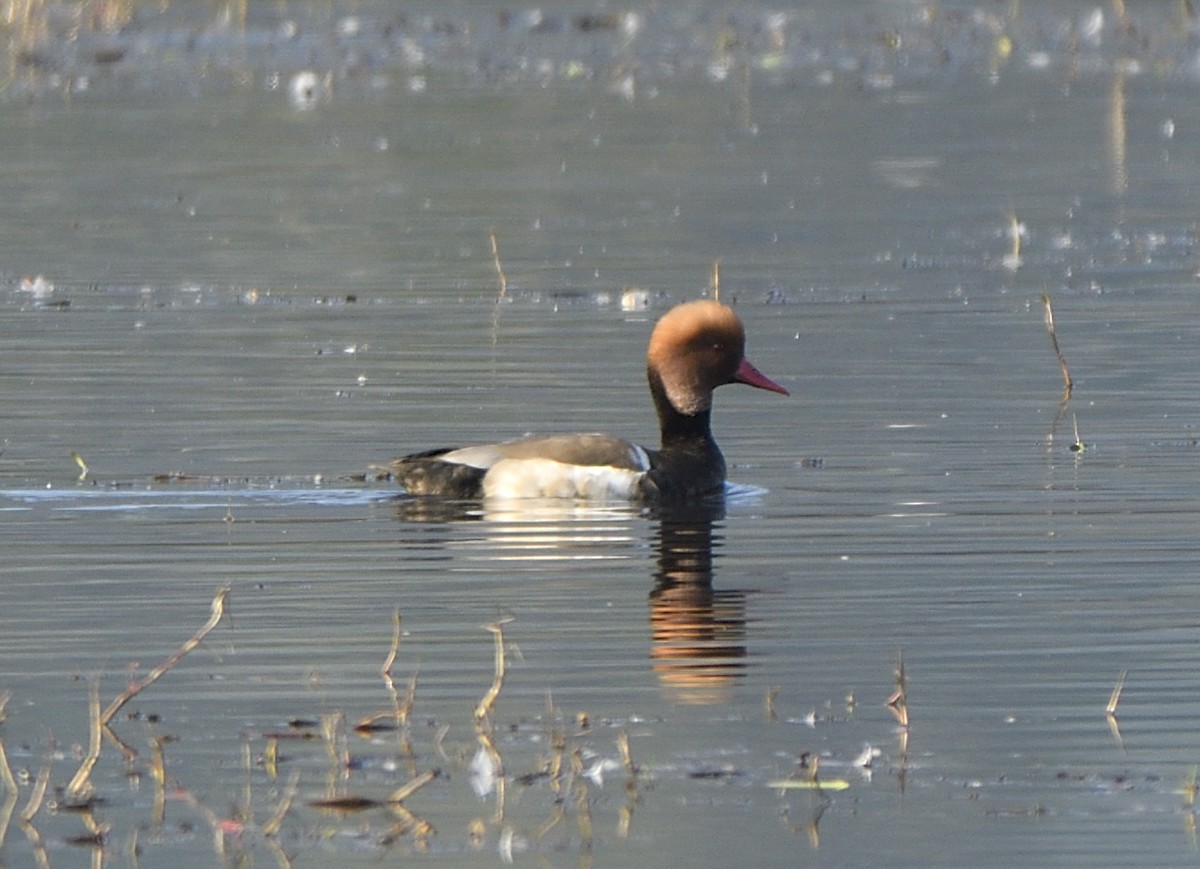 Red-crested Pochard - ML613645705