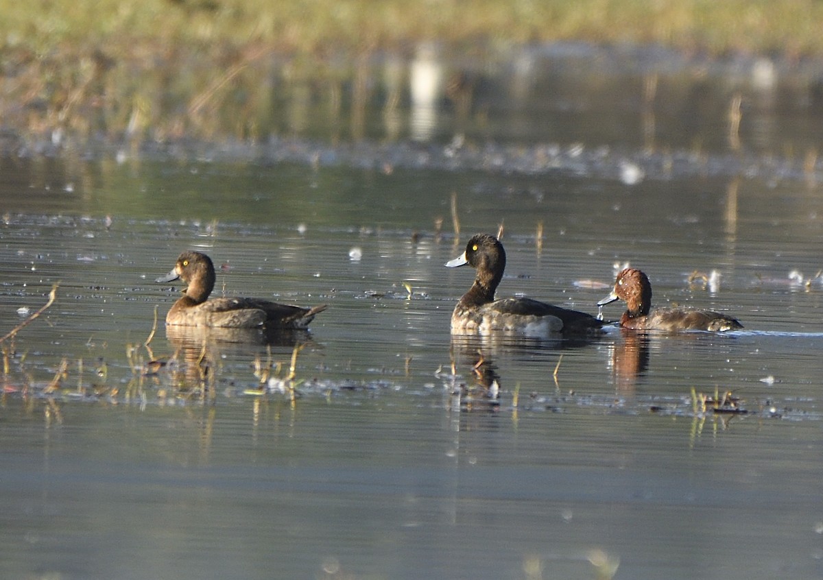 Tufted Duck - ML613645708