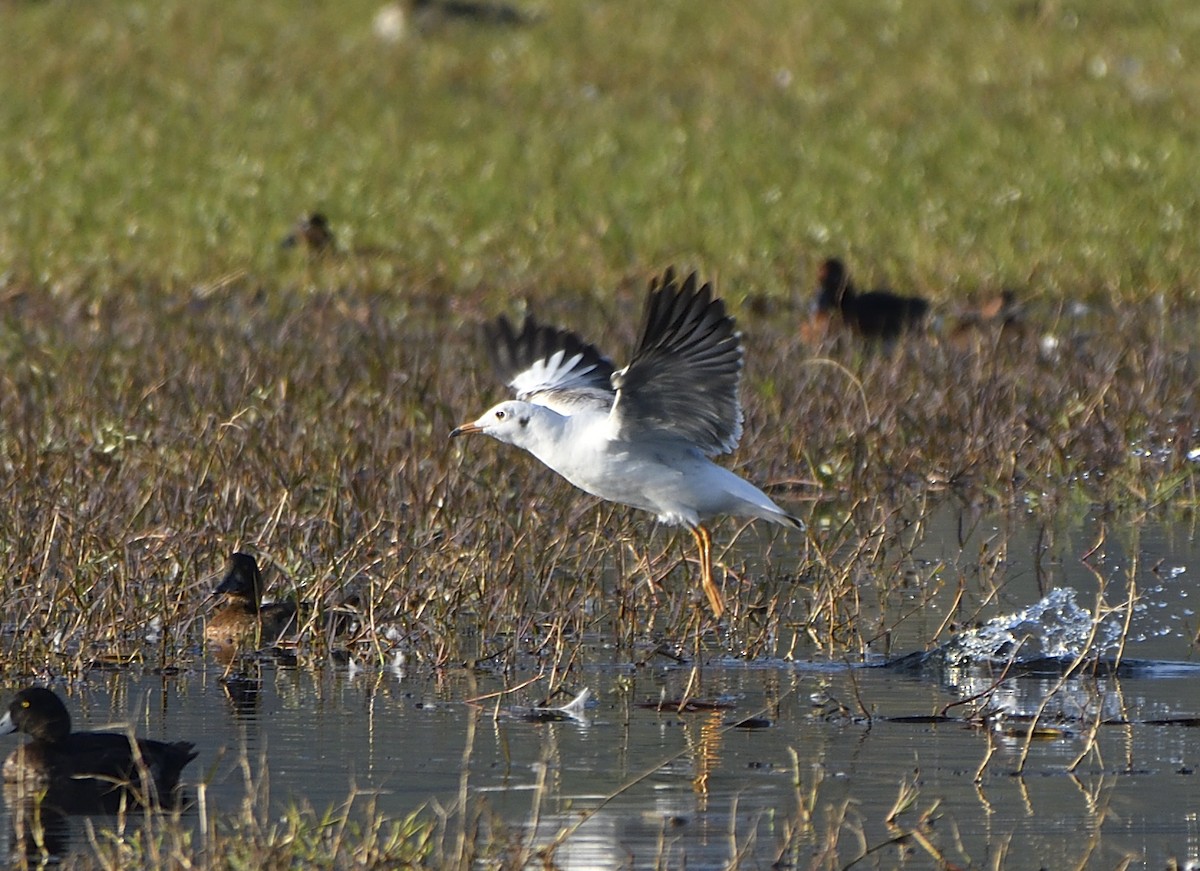 Brown-headed Gull - ML613645716