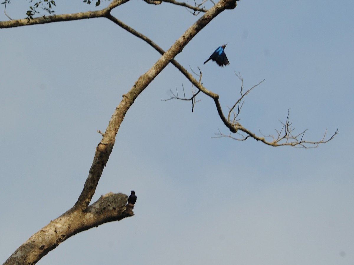 Copper-tailed Starling - ML613645722