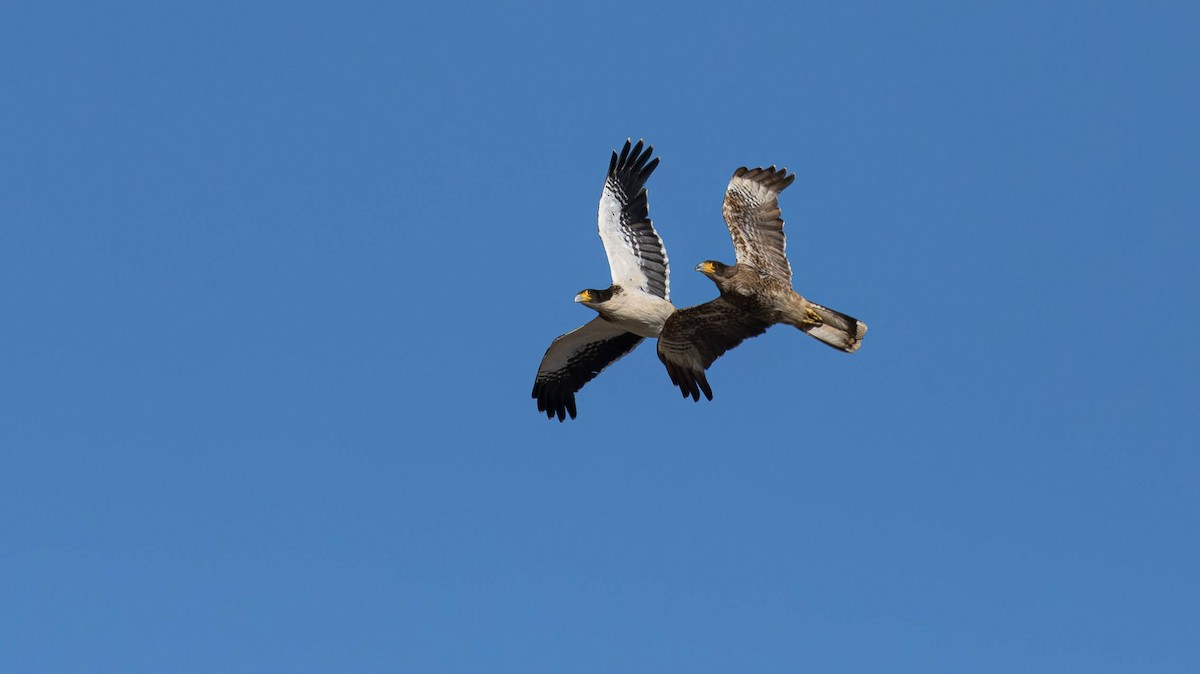 White-throated Caracara - David Tripp Jr