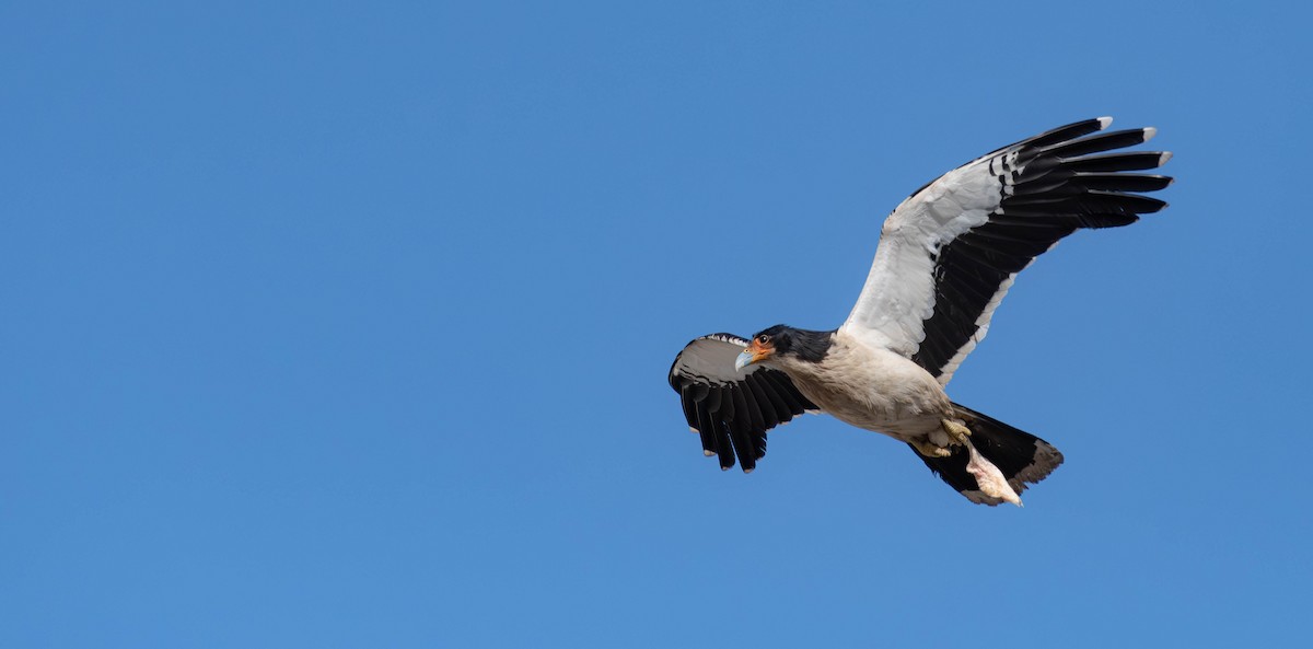 White-throated Caracara - David Tripp Jr