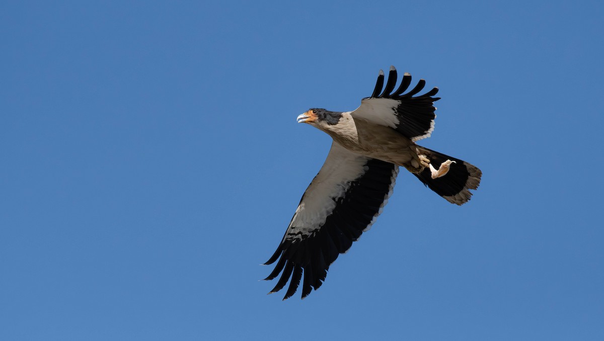 Caracara à gorge blanche - ML613645736