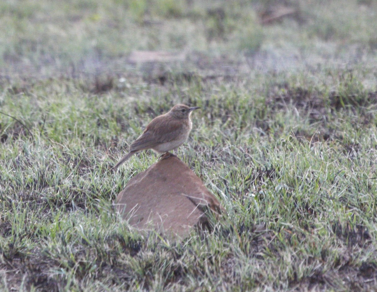 Wing-snapping Cisticola - Sally Hill