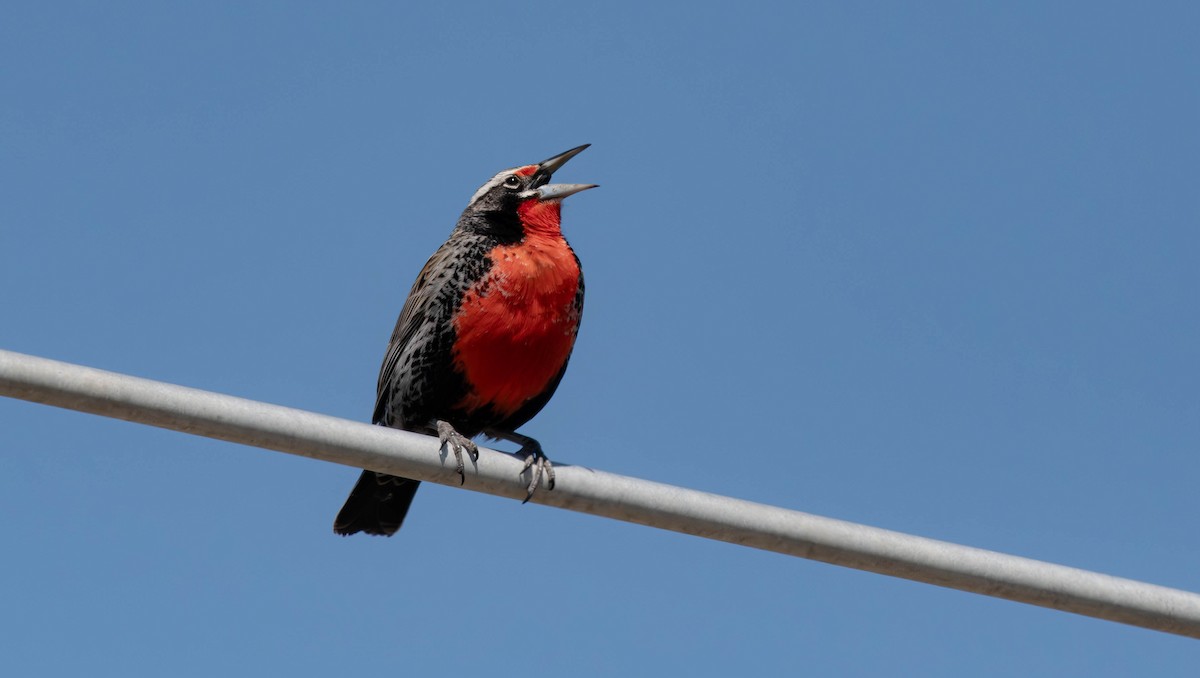 Long-tailed Meadowlark - David Tripp Jr