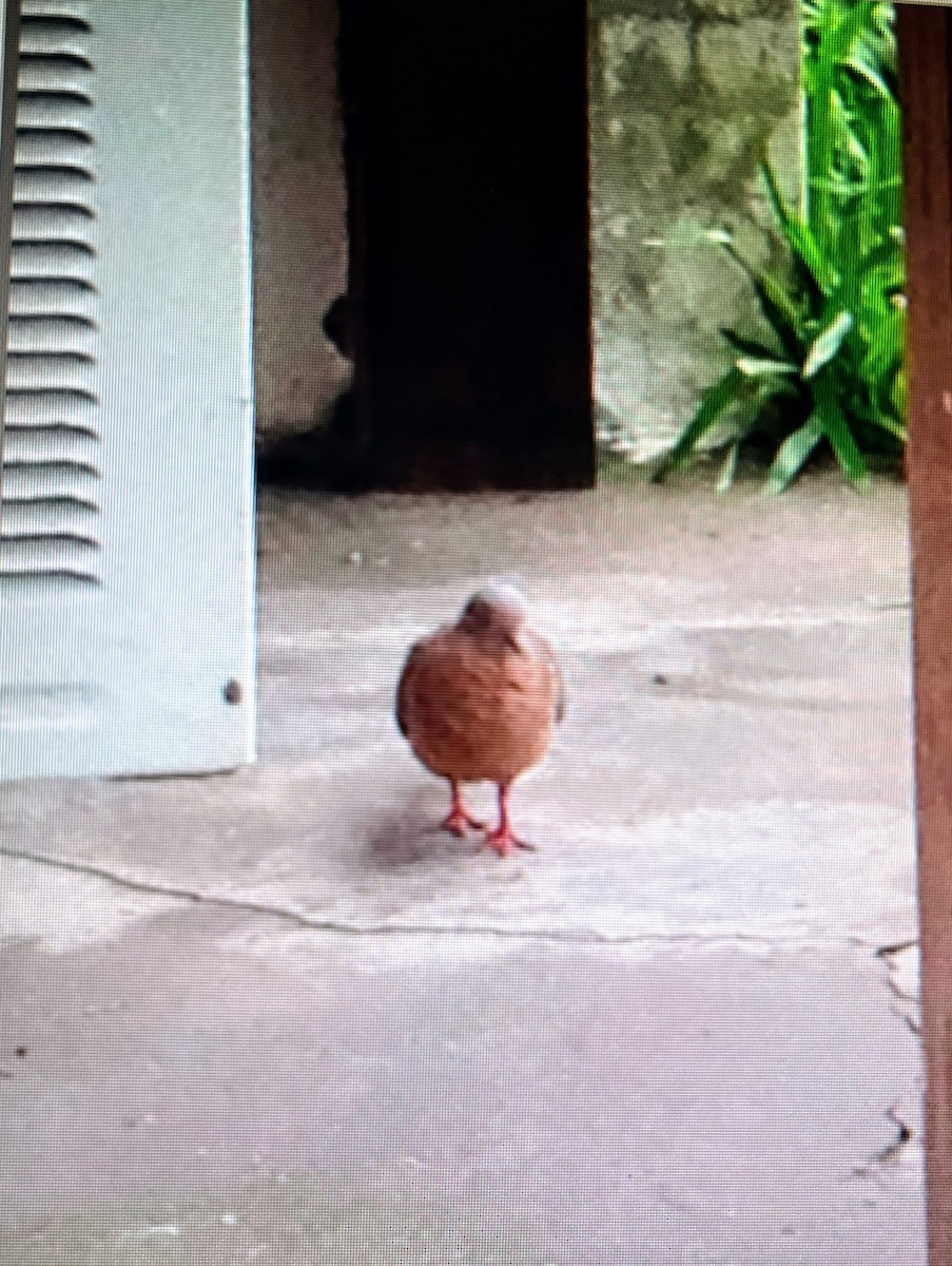 Ruddy Ground Dove - Lani Sherman