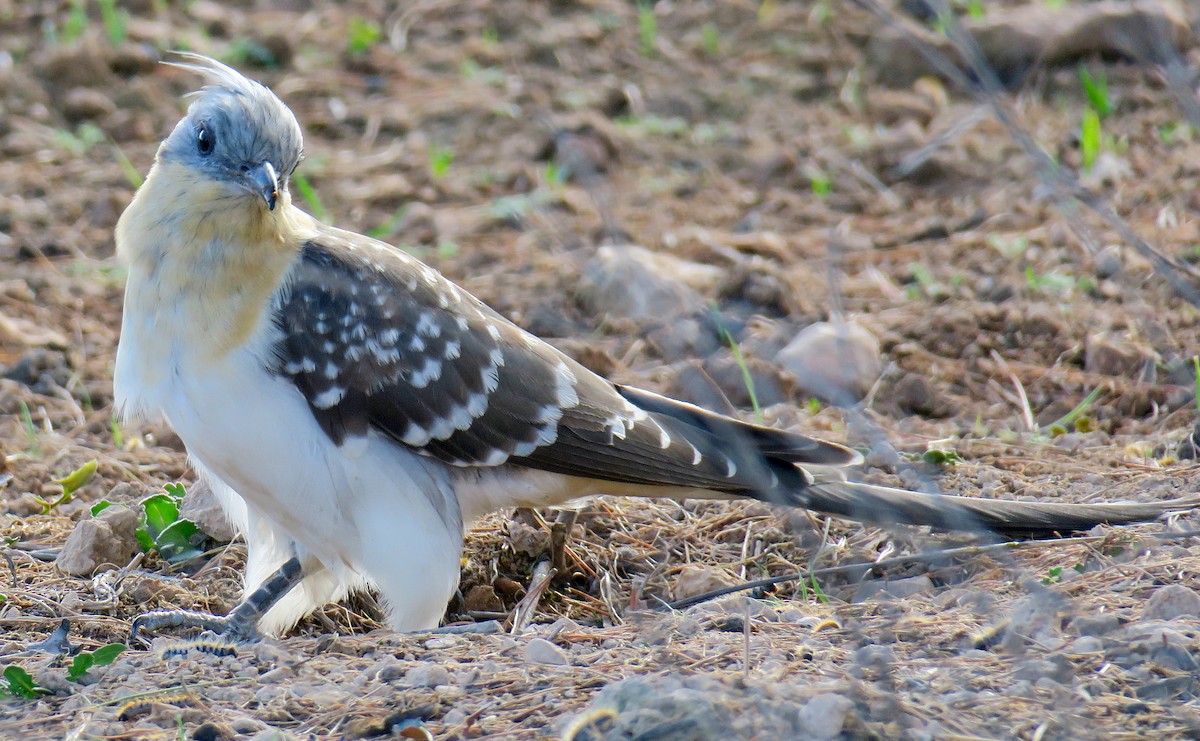 Great Spotted Cuckoo - Juan Pérez