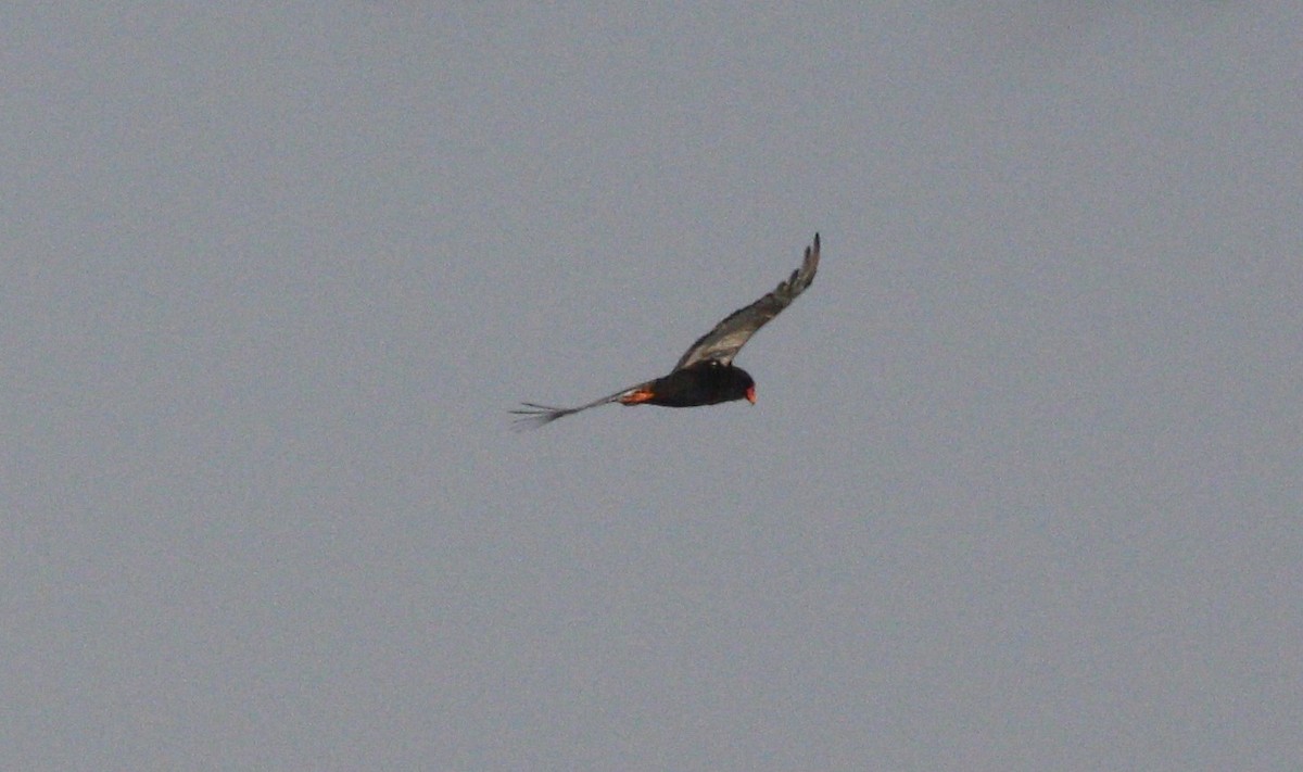Bateleur - ML613646085
