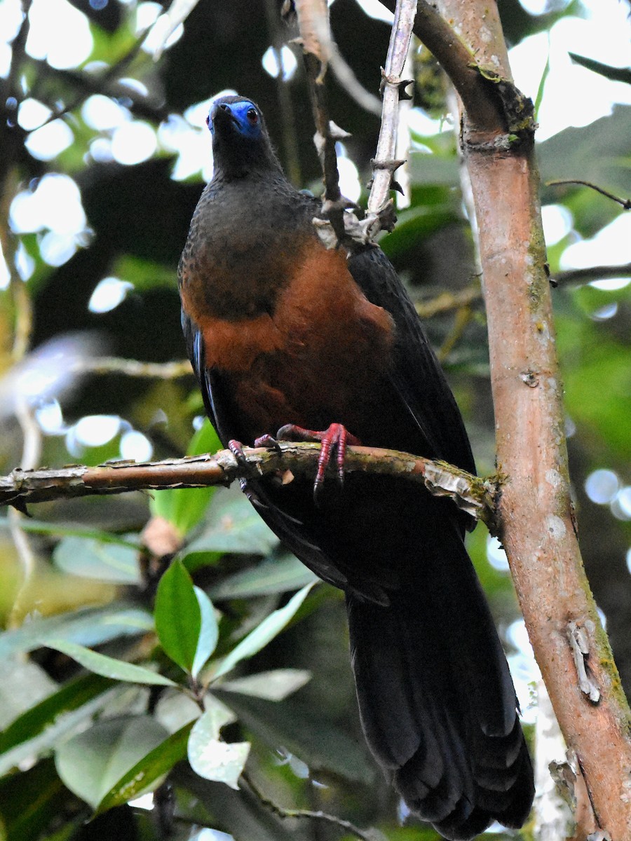 Sickle-winged Guan - Juan camilo Rodriguez