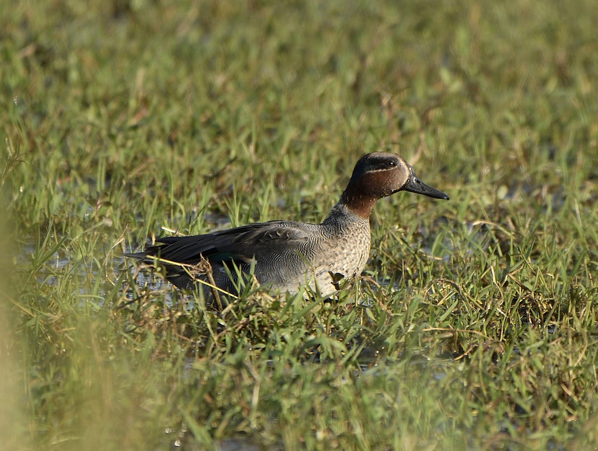 Green-winged Teal - ML613646137