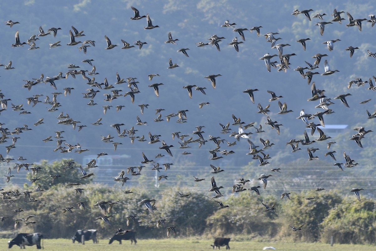 Green-winged Teal - ML613646138