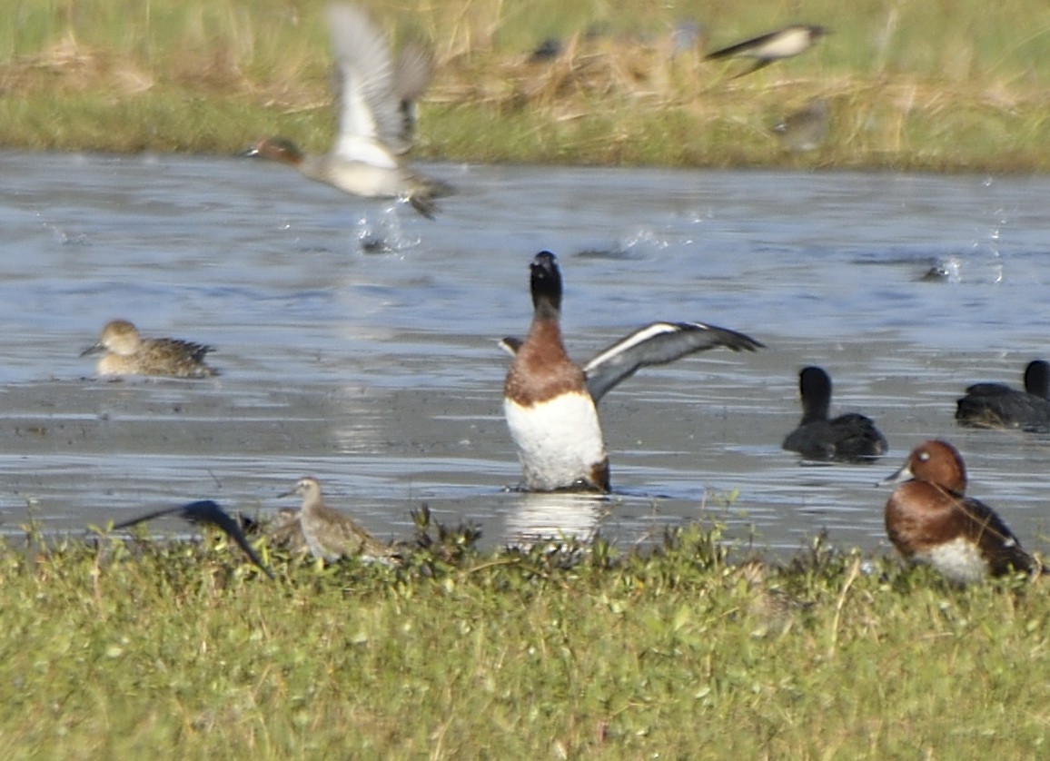 Baer's Pochard - ML613646157