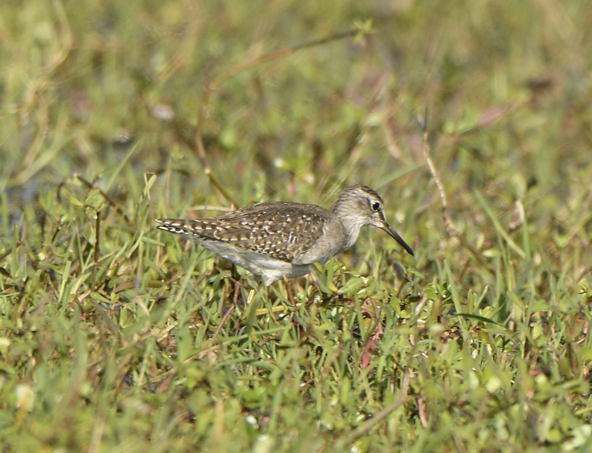 Wood Sandpiper - ML613646186