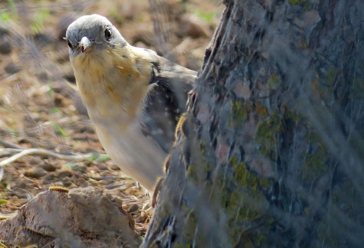 Great Spotted Cuckoo - Juan Pérez